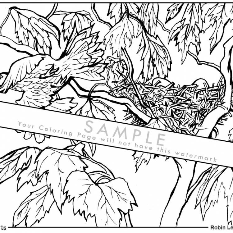 Robin Bird Coloring Page