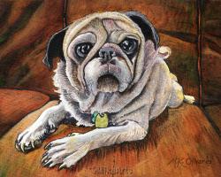 Happy as Honey, a Portrait of a Pug