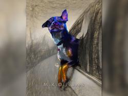 Foster Dog Portrait, 