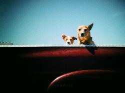 Road Budz, a Highway Dog Pic