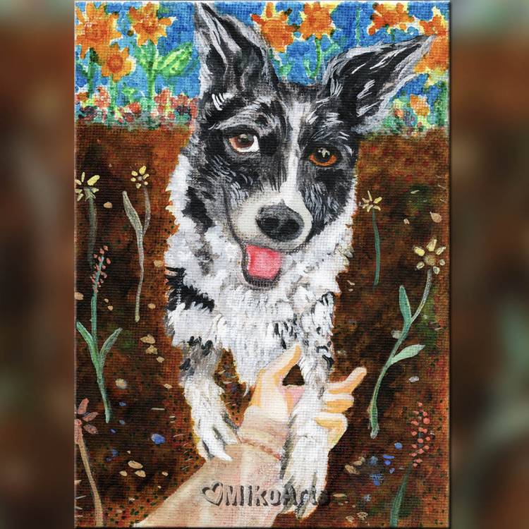 Blue Heeler Portrait, 